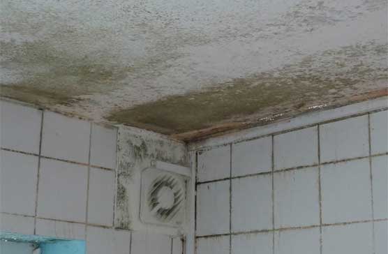 Damp and Mould Treatment